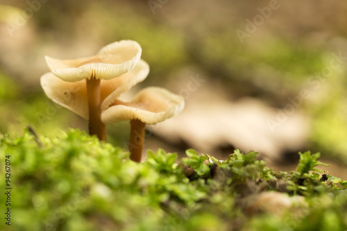 Fairy ring mushroom (Marasmius wynnei), macro ( selective focus )