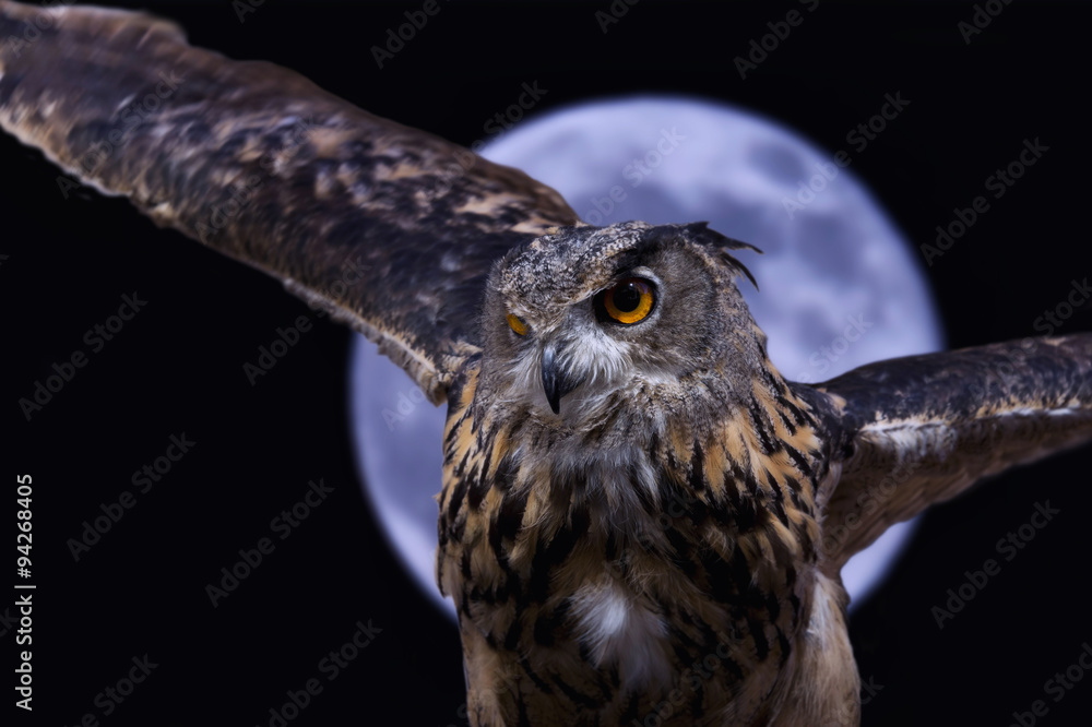 Naklejka premium Owl in the night with moon background 