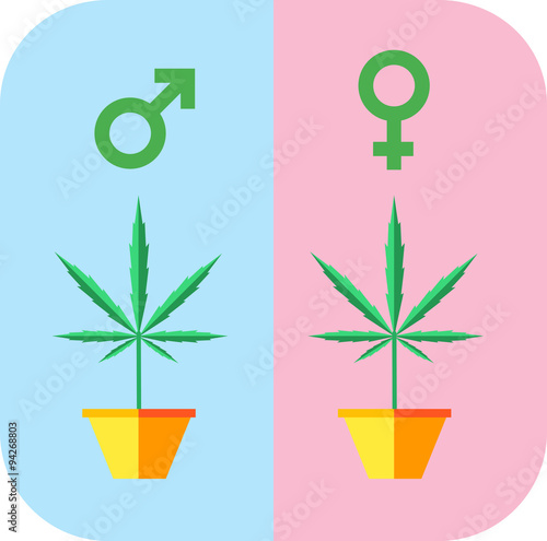 Male female