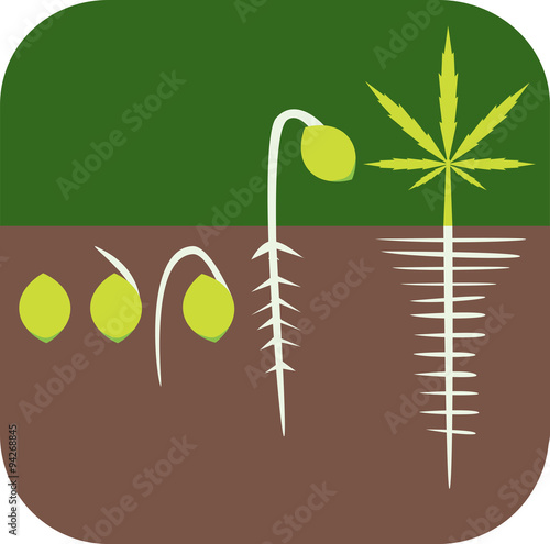 Germination concept