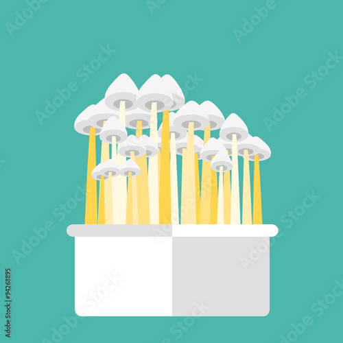 Magic mushrooms grow kit