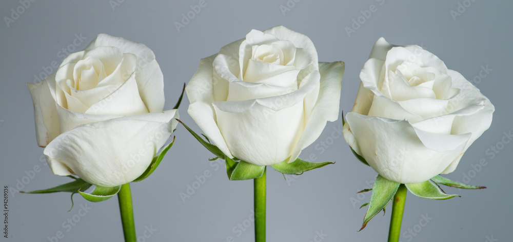 Obraz premium Closeup beautiful white rose on a gray background