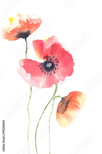 Beautiful poppy flowers on white, watercolor illustrator