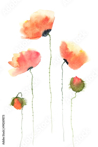 Beautiful poppy flowers on white  watercolor illustrator