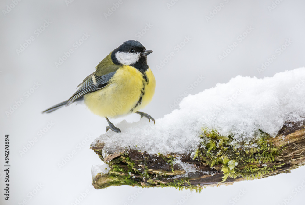 Obraz premium Wielki cycek