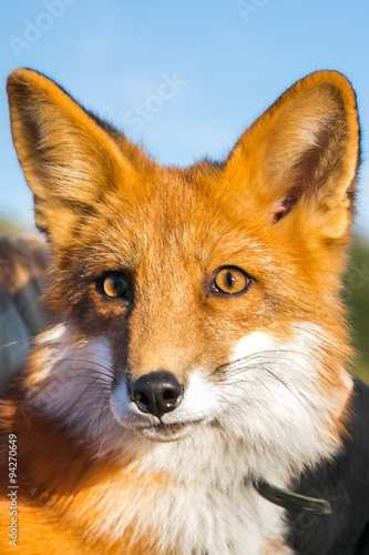 Beautiful red fox © evdokimova