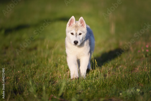 One Little cute puppy of Siberian husky 