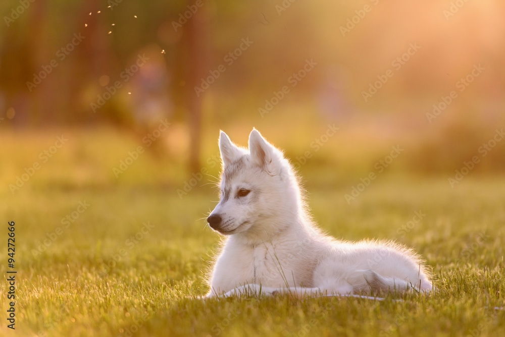 Obraz premium One Little cute puppy of Siberian husky 