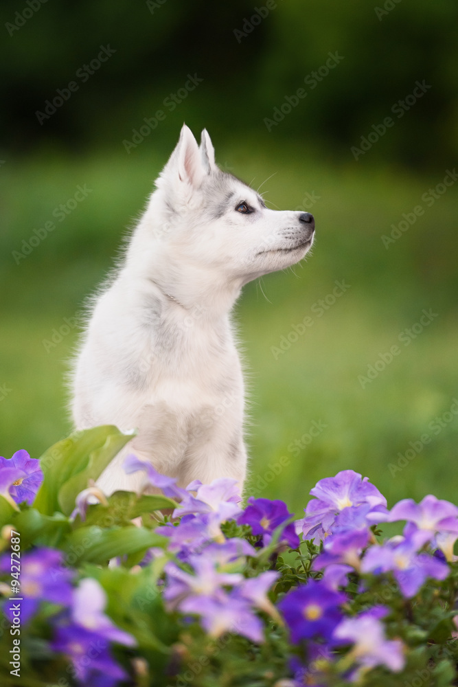 One Little cute puppy of Siberian husky One Little cute puppy of Siberian husky
