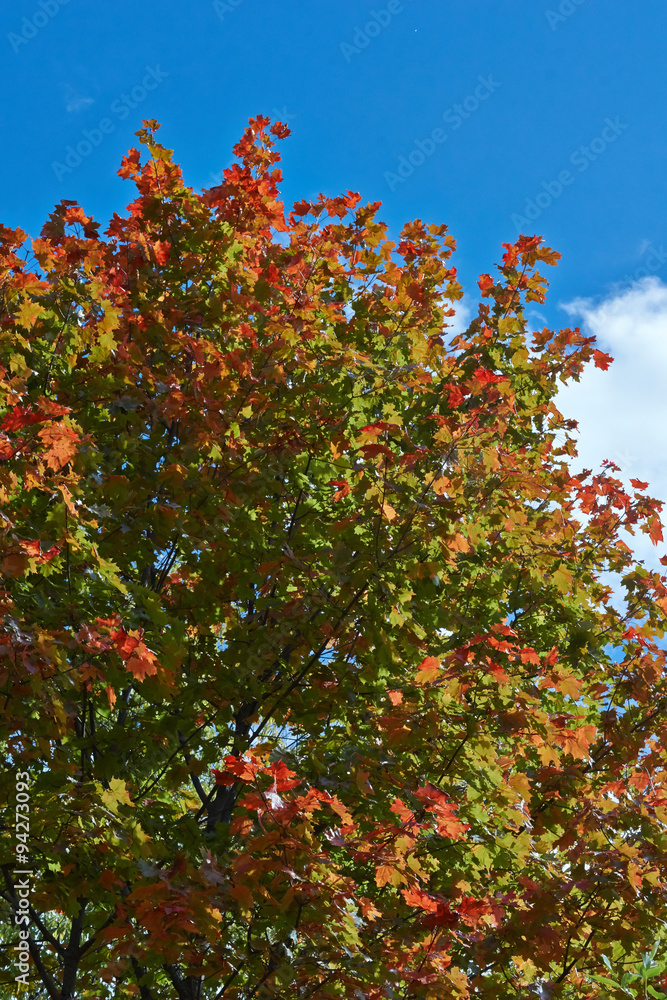 Autumn maple leaves against the sky.