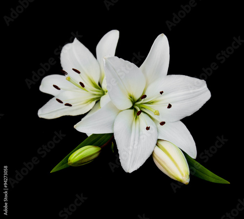 White lily isolated on a black background
