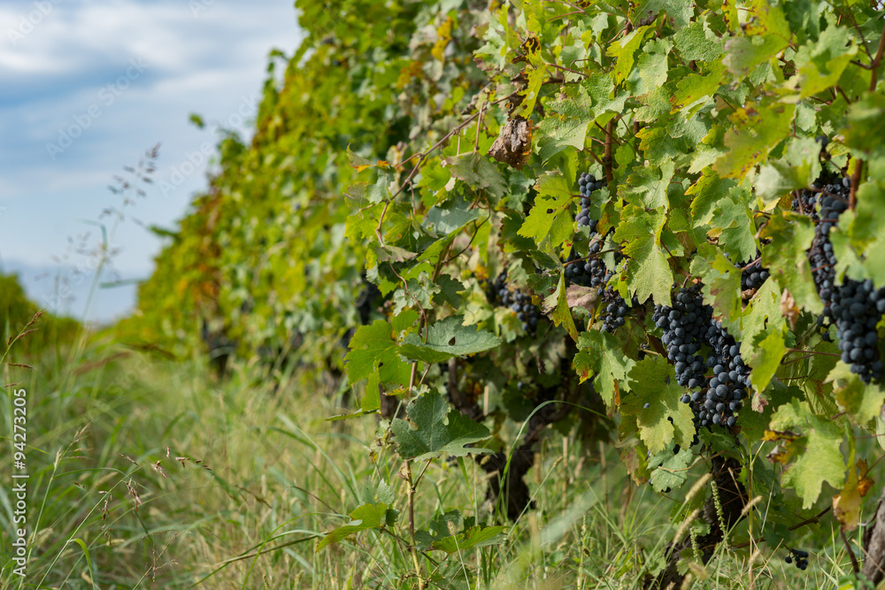 vine grapes in the vineyard during harvest, Kakheti, Georgia