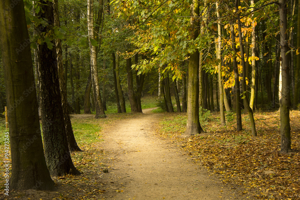 Obraz premium Jesienne lasy