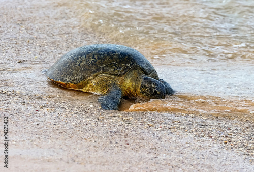 Turtle