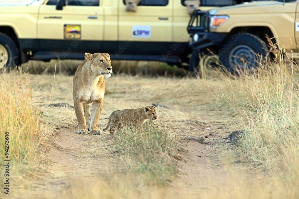 Lion Masai Mara