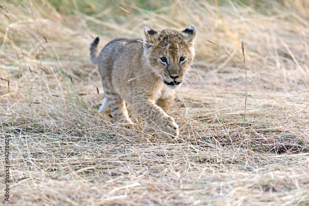Fototapeta premium Lion Masai Mara
