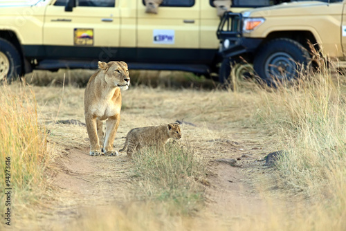 Obraz na płótnie Lion Masai Mara w salonie
