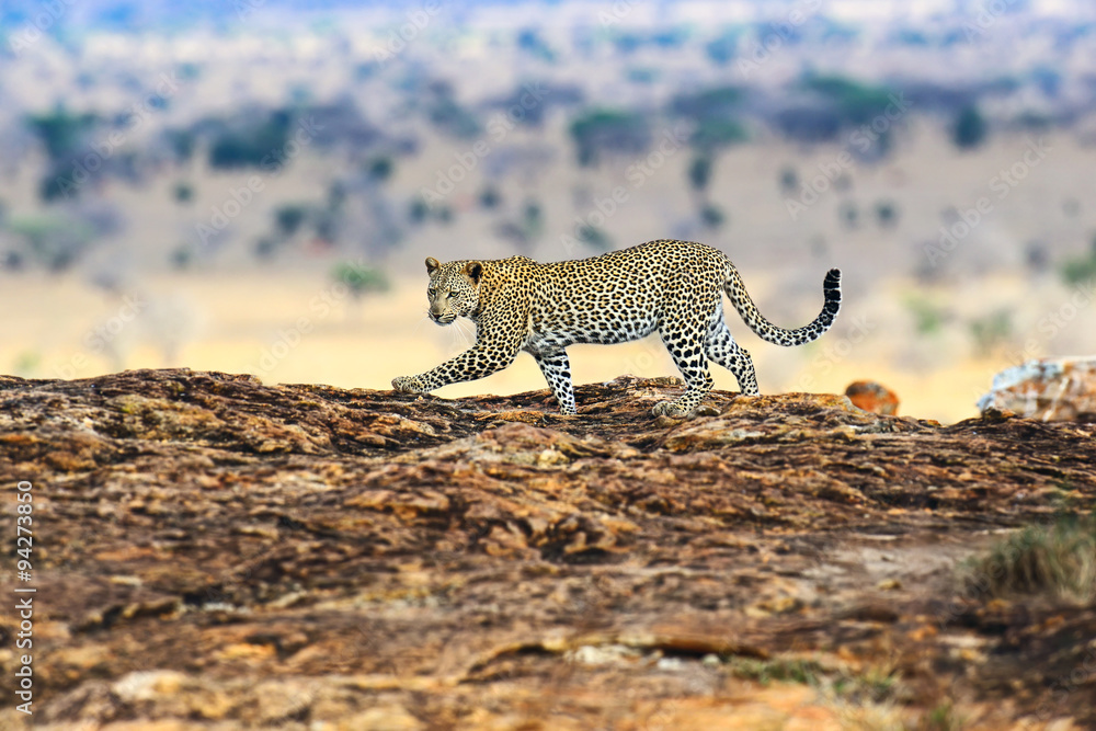 Naklejka premium Leopard Masai Mara