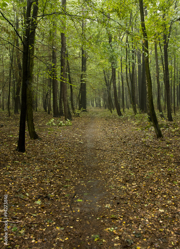 Jesienny las