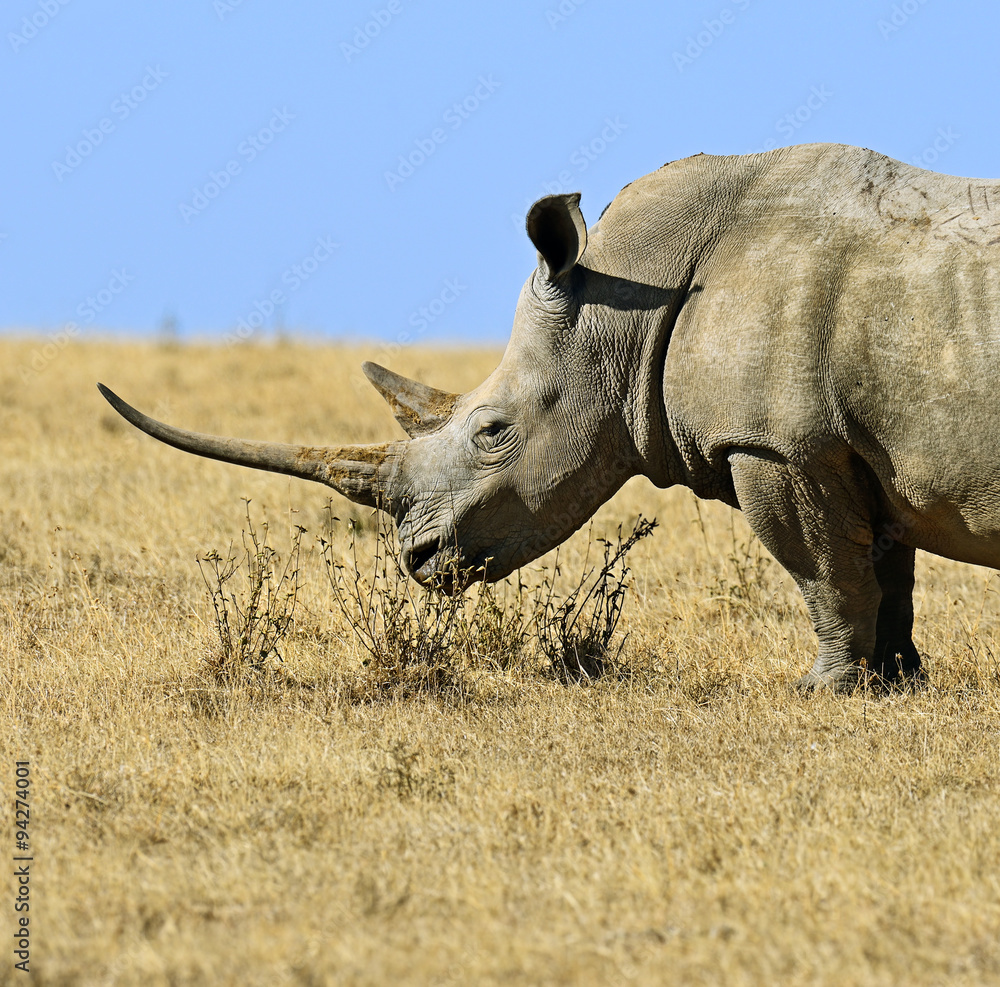 Fototapeta premium Black Rhinoceros
