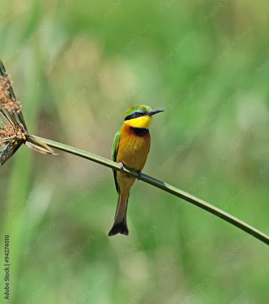 Obraz premium Bee-eater