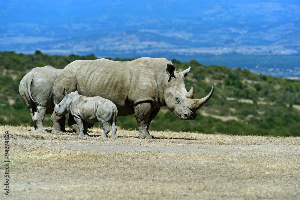 Obraz premium Black Rhinoceros