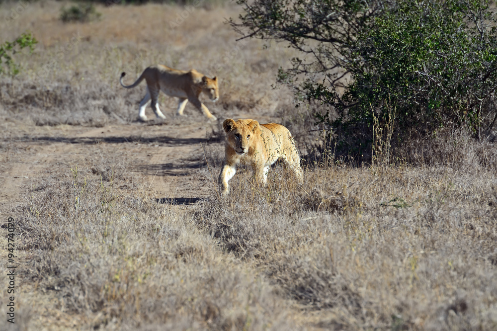 Fototapeta premium Lion