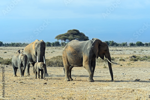 Elephants