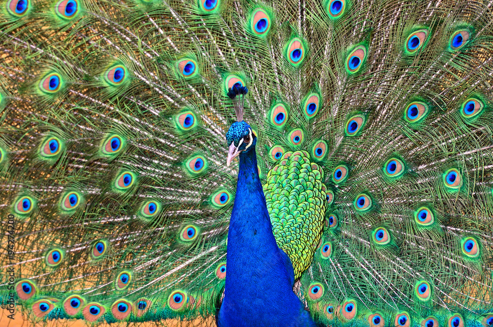 Obraz premium Peacock