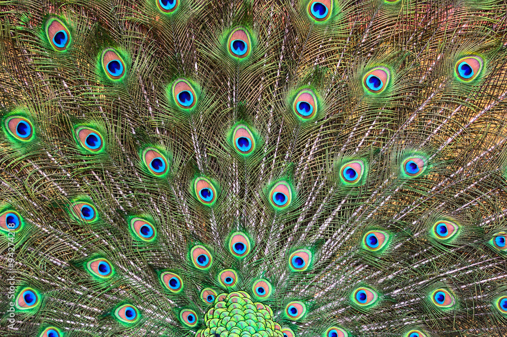 Obraz premium Peacock