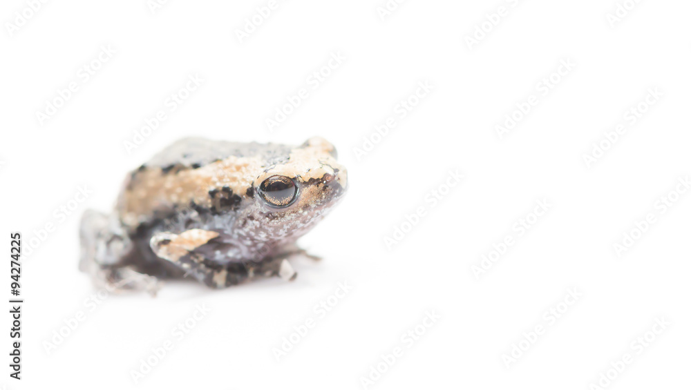 baby frog isolated focus on eye baby frog isolated focus on eye
