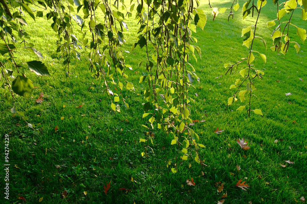 Fototapeta premium Birch green leaves