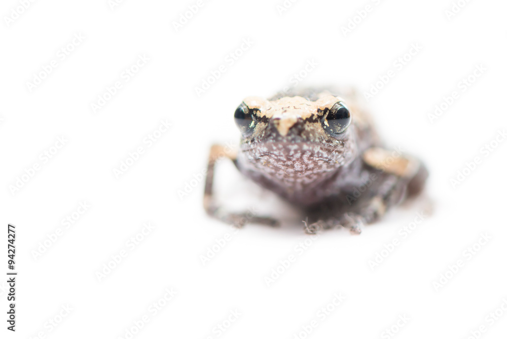 Obraz premium baby frog isolated focus on eye