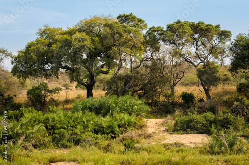 Paesaggio  savana  Kruger Park - Sudafrica