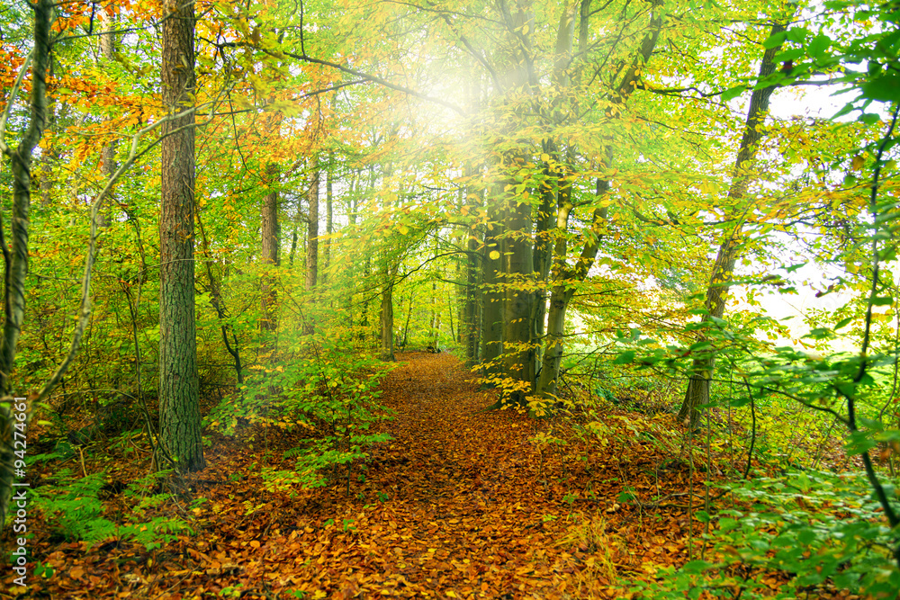 Obraz premium herbstlicher Waldweg