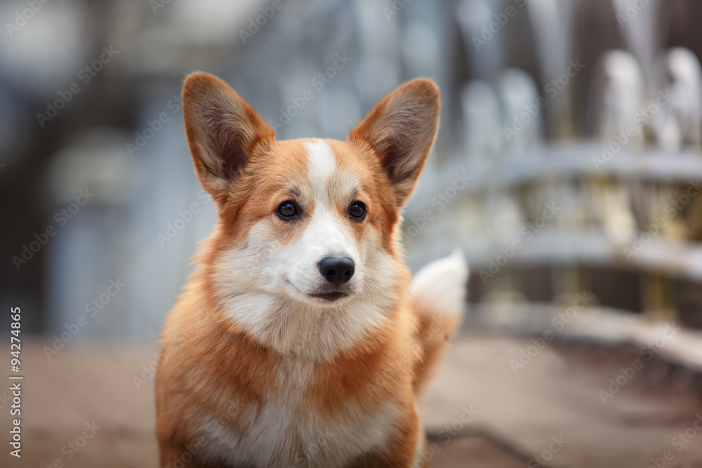 Dog breed Welsh Corgi Pembroke Dog breed Welsh Corgi Pembroke