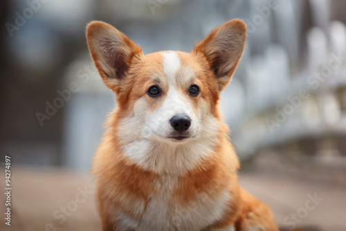 Dog breed Welsh Corgi Pembroke