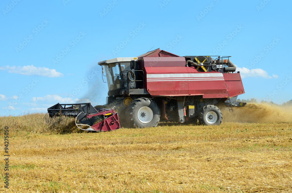 Fototapeta premium Combine harvesting
