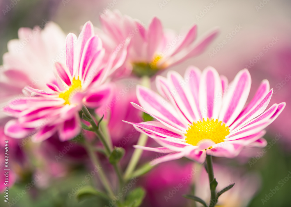 striped colorful flowers at abstract background