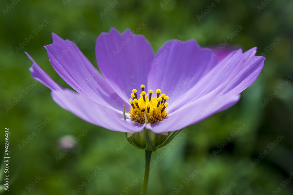 Blue Cosmos flower or kosmeya closeup.