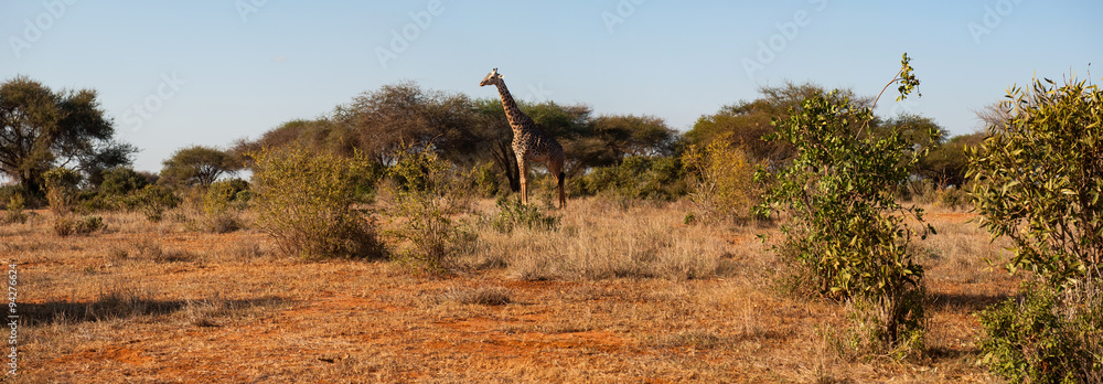 Fototapeta premium Giraffes in Tsavo East National Park, Kenya
