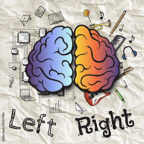 The left and right hemispheres of the brain.