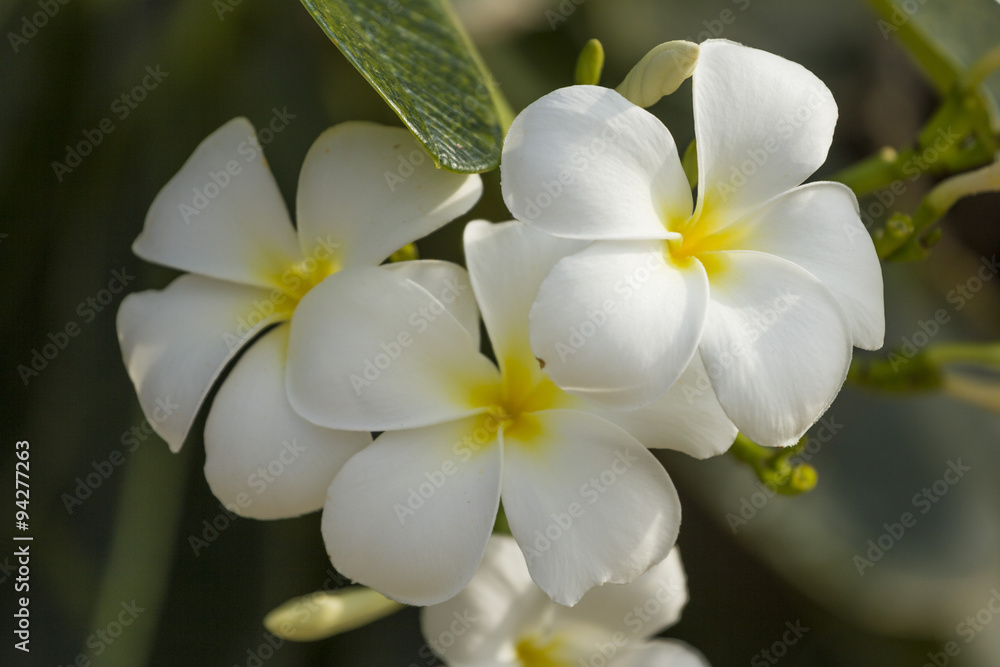 Fototapeta premium white and yellow Plumeria. (frangipani flowers, Frangipani, Pagoda tree or Temple tree)
