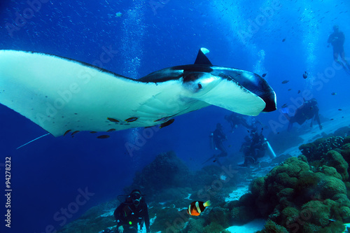 Manta Ray (Manta Birostris) Approaching Closely, with Divers in the Background. Komodo, Indonesia