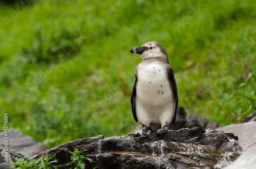 Pinguino, Boulders, Cape Town -  Sudafrica