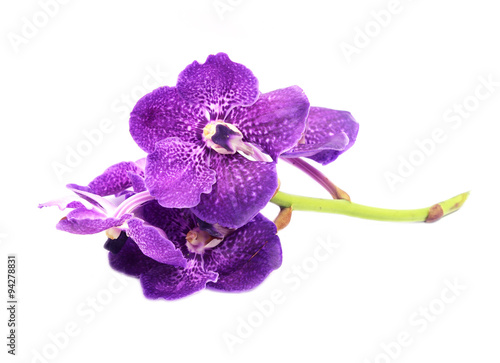 Beautiful orchid flower  isolated