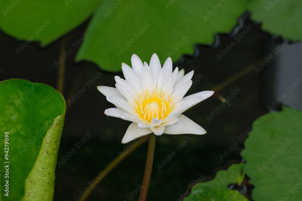 White lotus flower with bee