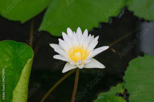 White lotus flower with bee