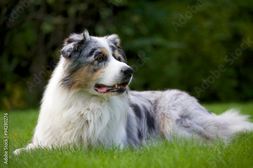 Australian Shepherd im Freien