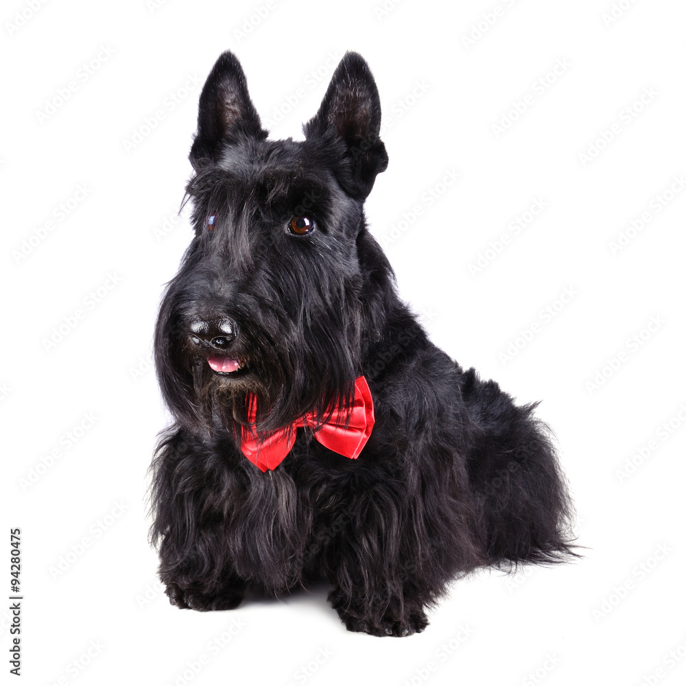 Black dog in tie